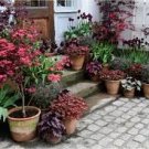 200 PCS Seeds White Carnation Bonsai Potted Courtyard Garden Roof Plants 200 PCS Seeds White Carnation Bonsai Potted Courtyard Garden Roof Plants