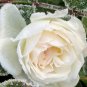 200 PCS Seeds White Carnation Bonsai Potted Courtyard Garden Roof Plants