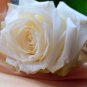200 PCS Seeds White Carnation Bonsai Potted Courtyard Garden Roof Plants