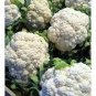 60 PCS Seeds White Cauliflower Vegetable Bonsai