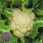 60 PCS Seeds White Cauliflower Vegetable Bonsai