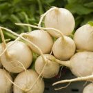 3 PCS Seeds White Cherry Belle Radish Chinese Organic Vegetable