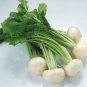 3 PCS Seeds White Cherry Belle Radish Chinese Organic Vegetable