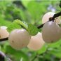 100 PCS Seeds White Cherry Non-GMO, Organic Fruit