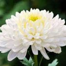 50 PCS Seeds White Chrysanthemum Flower