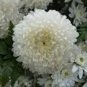 50 PCS Seeds White Chrysanthemum Flower