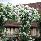 100 PCS Seeds White Climbing Rose 100 PCS Seeds White Climbing Rose