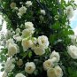 100 PCS Seeds White Climbing Rose