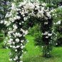 100 PCS Seeds White Climbing Rose