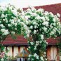 100 PCS Seeds White Climbing Rose