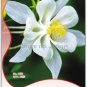 35 PCS Seeds White Columbines Aquilegia Seeds Balcony Bonsai Plant Flowers