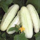 20 PCS Seeds White Cucumber Cucumis Sativus