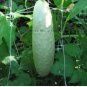 20 PCS Seeds White Cucumber Cucumis Sativus
