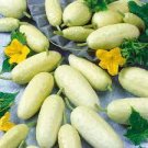 20 PCS Seeds White Cucumbers Heirloom 20 PCS Seeds White Cucumbers Heirloom