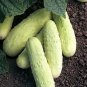 20 PCS Seeds White Cucumbers Heirloom