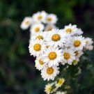 50 PCS Seeds White DAISY Chrysanthemum Multicaule Mini Marguerite Flower 50 PCS Seeds White DAISY Chrysanthemum Multicaule Mini Marguerite Flower