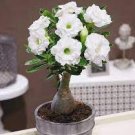 1 PCS Seeds White Desert Rose Bonsai Ornamental Plant Balcony Bonsa 1 PCS Seeds White Desert Rose Bonsai Ornamental Plant Balcony Bonsa