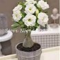 1 PCS Seeds White Desert Rose Bonsai Ornamental Plant Balcony Bonsa