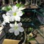 1 PCS Seeds White Desert Rose Bonsai Ornamental Plant Balcony Bonsa