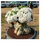 1 PCS Seeds White Desert Rose Bonsai Ornamental Plant Balcony Bonsa