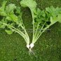 100 PCS Seeds White Egg Snowball Turnip, organic Chinese vegetables