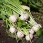 100 PCS Seeds White Egg Snowball Turnip, organic Chinese vegetables