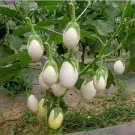 50 PCS Seeds White Eggplant Seeds Aubergine Solanum Melongena Vegetables 50 PCS Seeds White Eggplant Seeds Aubergine Solanum Melongena Vegetables