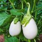 50 PCS Seeds White Eggplant Seeds Aubergine Solanum Melongena Vegetables