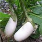 50 PCS Seeds White Eggplant Seeds Aubergine Solanum Melongena Vegetables