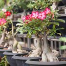 1 PCS Seeds White Desert Rose Bonsai Ornamental Plant Balcony Bonsai 1 PCS Seeds White Desert Rose Bonsai Ornamental Plant Balcony Bonsai