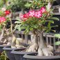 1 PCS Seeds White Desert Rose Bonsai Ornamental Plant Balcony Bonsai