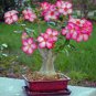 1 PCS Seeds White Desert Rose Bonsai Ornamental Plant Balcony Bonsai