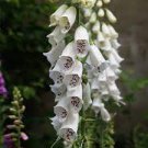 50 PCS Seeds White Foxglove Digitalis purpurea Perennial Flower 50 PCS Seeds White Foxglove Digitalis purpurea Perennial Flower