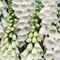 50 PCS Seeds White Foxglove Digitalis purpurea Perennial Flower