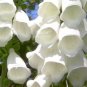 50 PCS Seeds White Foxglove Digitalis purpurea Perennial Flower