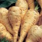 100 PCS Seeds White Gem Parsnip Carrot Vegetables