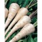 100 PCS Seeds White Gem Parsnip Carrot Vegetables