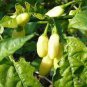 20 PCS Seeds White Habanero Pepper