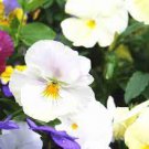 50 PCS Seeds White Herb Pansy Flower Seeds Original Pack 50 PCS Seeds White Herb Pansy Flower Seeds Original Pack