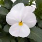 50 PCS Seeds White Herb Pansy Flower Seeds Original Pack