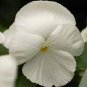 50 PCS Seeds White Herb Pansy Flower Seeds Original Pack