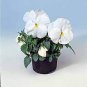 50 PCS Seeds White Herb Pansy Flower Seeds Original Pack