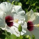 50 PCS Seeds White Hibiscus Flowers Seeds Perennial Plants
