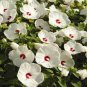 50 PCS Seeds White Hibiscus Flowers Seeds Perennial Plants