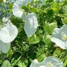 50 PCS Seeds White Hige Morning Glory