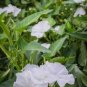 50 PCS Seeds White Hige Morning Glory