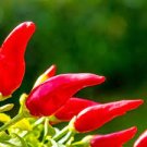 300 PCS Seeds White Hot Chili Pepper