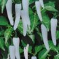 300 PCS Seeds White Hot Chili Pepper