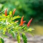 300 PCS Seeds White Hot Chili Pepper
