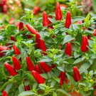 20 PCS Seeds White Hot Chili Pepper Seed Non-gmo Organic Heirloom Vegetables 20 PCS Seeds White Hot Chili Pepper Seed Non-gmo Organic Heirloom Vegetables